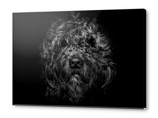 Ziggy Portrait No 1 Acrylic prints by The Learning Curve Photography