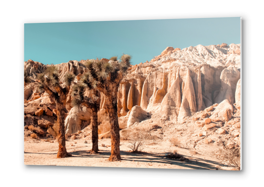 Desert and cactus at Red Rock Canyon State Park California USA Metal prints by Timmy333