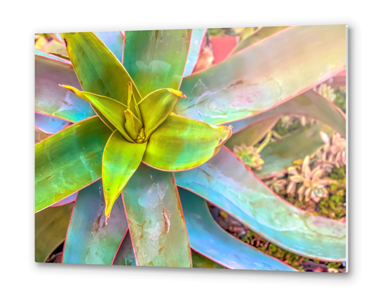 closeup green succulent leaves texture background Metal prints by Timmy333