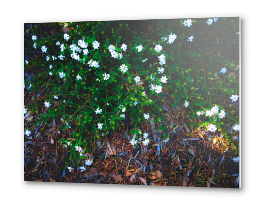 blooming white flowers with green leaves and dry leaves  Metal prints by Timmy333