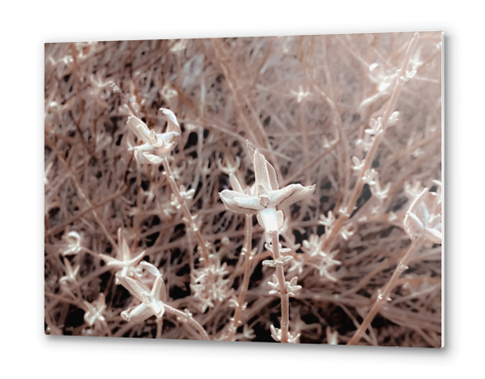 blooming dry plant with brown dry grass background Metal prints by Timmy333