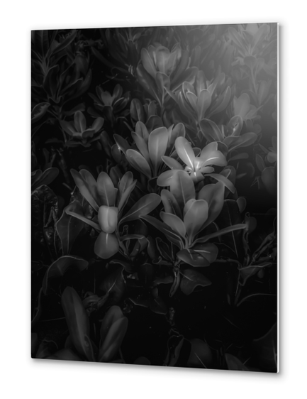 Closeup leaves texture background in black and white Metal prints by Timmy333