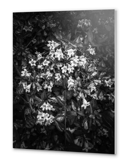 blooming flowers background in black and white Metal prints by Timmy333