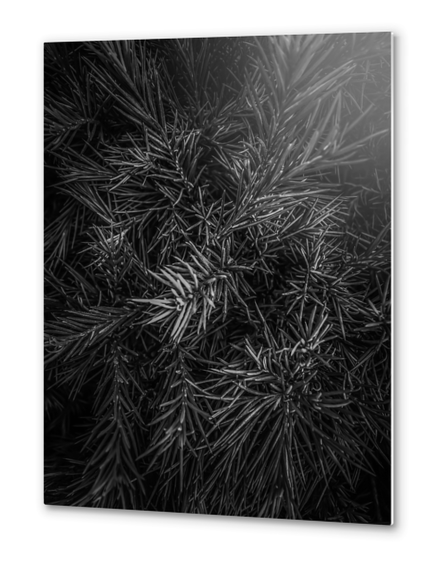 spiky plant texture abstract in black and white Metal prints by Timmy333