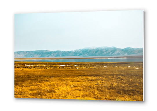 dry grass field and mountains background in California Metal prints by Timmy333