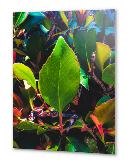 closeup green leaves with orange and green leaves background Metal prints by Timmy333