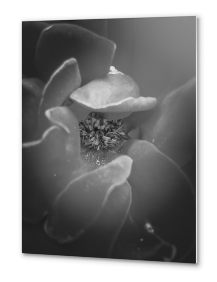 closeup rose texture in black and white Metal prints by Timmy333