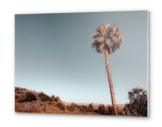 isolated palm tree with mountain and blue sky background Metal prints by Timmy333