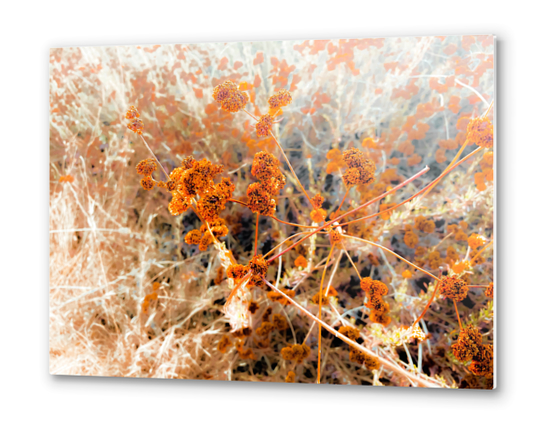 dry brown wildflowers with dry grass background Metal prints by Timmy333