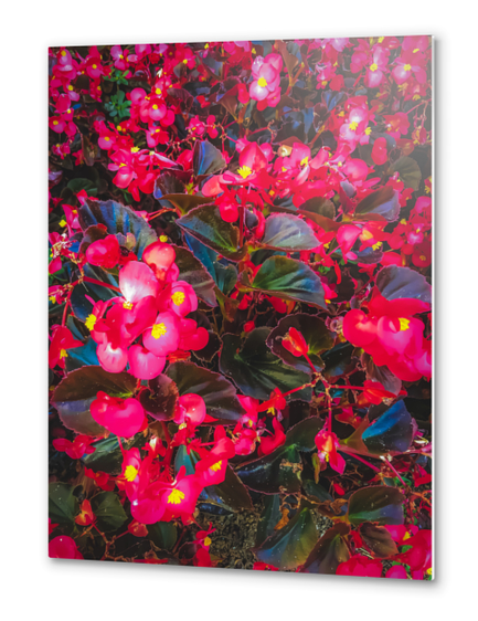 closeup red flowers with yellow pollen and green leaves Metal prints by Timmy333