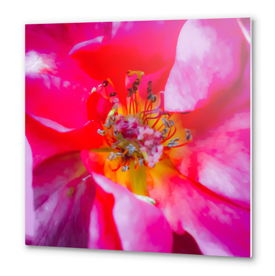 closeup blooming pink rose texture with pollen Metal prints by Timmy333