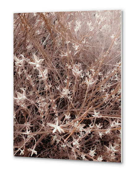 blooming dry plant with brown dry grass field background Metal prints by Timmy333