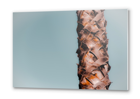 Closeup isolated palm tree in summer with blue sky Metal prints by Timmy333