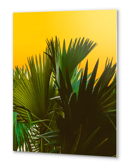 Closeup green tropical palm leaves with yellow background Metal prints by Timmy333