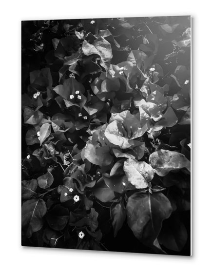 closeup blooming bougainvillea flowers in black and white Metal prints by Timmy333