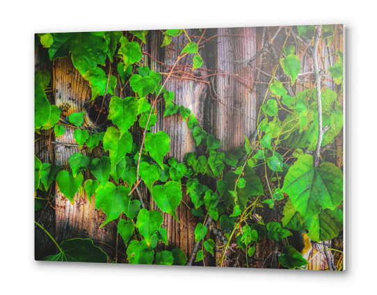 closeup green ivy leaves with wood wall background Metal prints by Timmy333