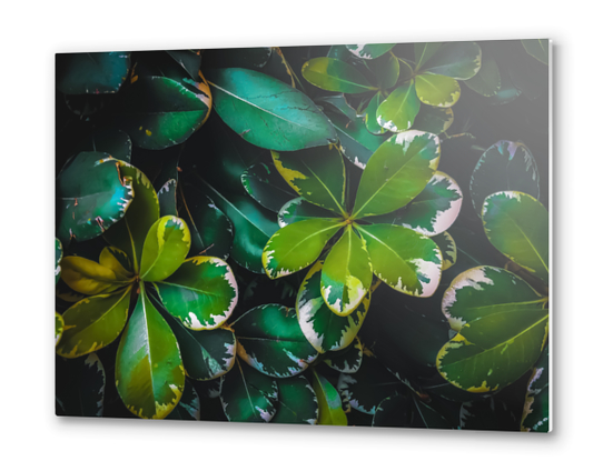 closeup green leaves texture background Metal prints by Timmy333