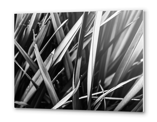 leaves texture abstract background in black and white Metal prints by Timmy333