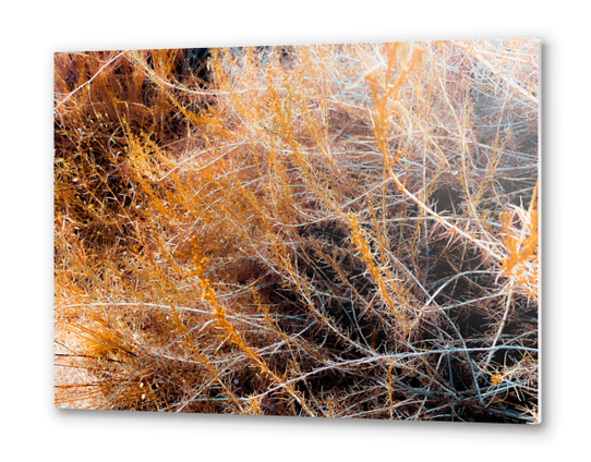 closeup dry brown grass field texture abstract background Metal prints by Timmy333