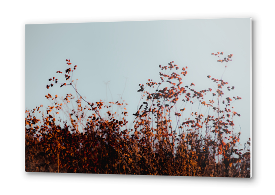 Closeup blooming wildflowers field with blue sky Metal prints by Timmy333