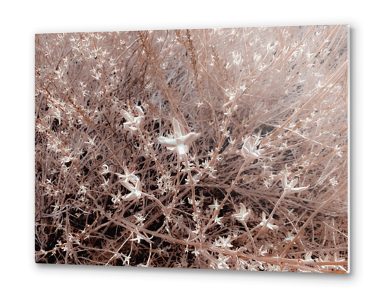 blooming dry plant with brown dry grass field background Metal prints by Timmy333