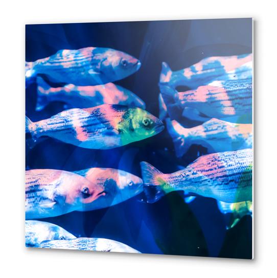 Colorful fish Metal prints by mmartabc