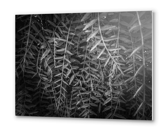 closeup leaves texture background in black and white Metal prints by Timmy333