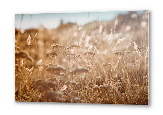 Field Metal prints by Salvatore Russolillo