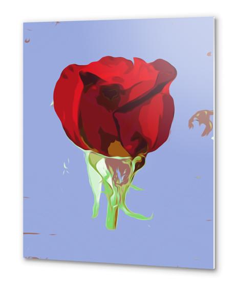 red rose with blue background Metal prints by Timmy333