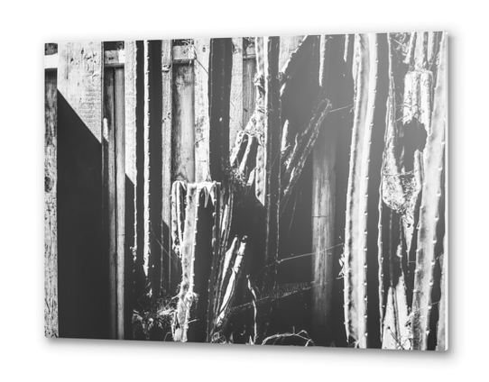 cactus with wooden fence background in black and white Metal prints by Timmy333