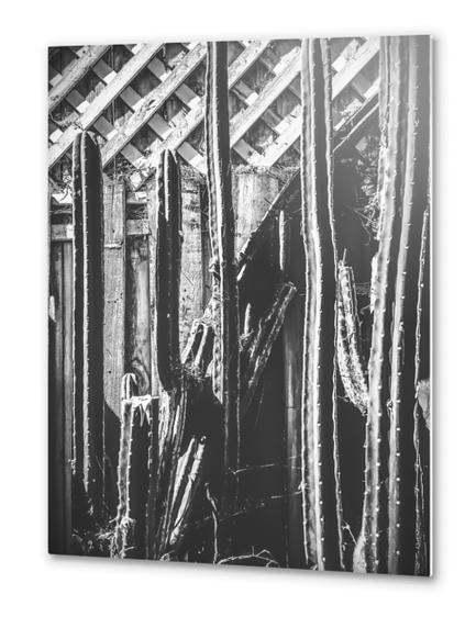 cactus with wooden fence in black and white Metal prints by Timmy333