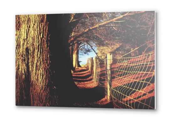 trees in the forest with shadow and sunlight Metal prints by Timmy333