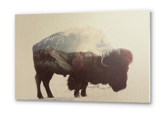 Buffalo Metal prints by Andreas Lie