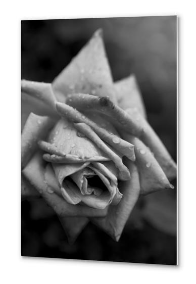 Monochrome Flower Metal prints by cinema4design