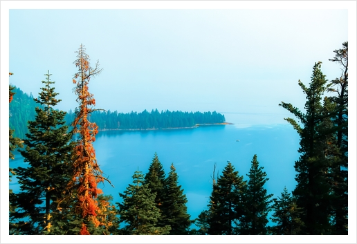 lake and pine tree at Emerald Bay state park, Lake Tahoe, California, USA Art Print by Timmy333