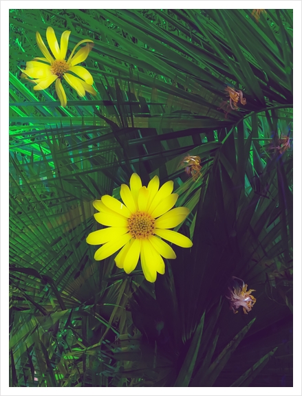 Blooming yellow flowers with green palm leaves background Art Print by Timmy333