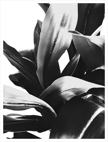 leaves texture abstract background in black and white Art Print by Timmy333