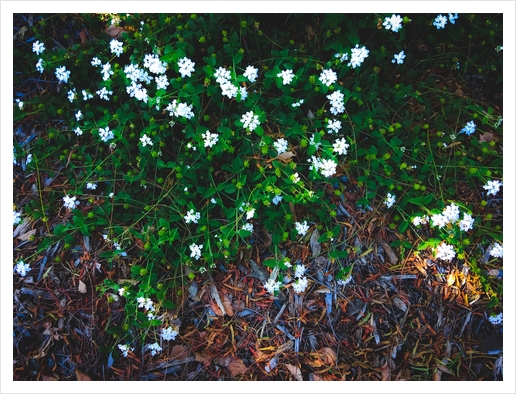 blooming white flowers with green leaves and dry leaves  Art Print by Timmy333