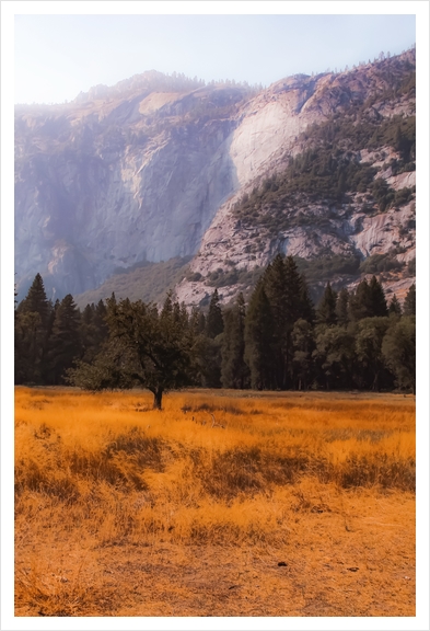 pine tree and mountain at Yosemite national park California USA Art Print by Timmy333