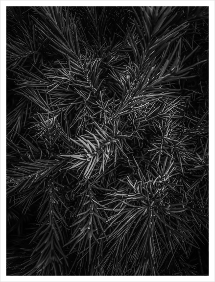 spiky plant texture abstract in black and white Art Print by Timmy333