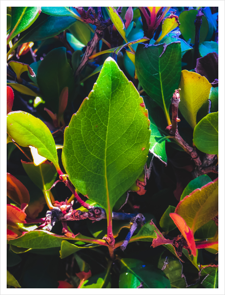 closeup green leaves with orange and green leaves background Art Print by Timmy333