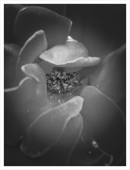 closeup rose texture in black and white Art Print by Timmy333