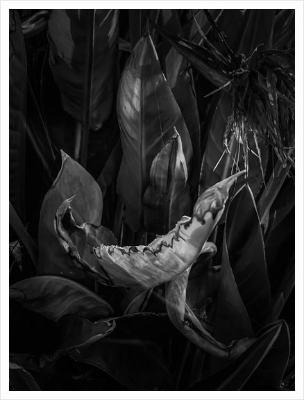 closeup bird of paradise tropical leaves texture in black and white Art Print by Timmy333