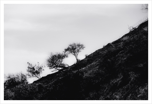 tree on the mountain at California USA in black and white Art Print by Timmy333