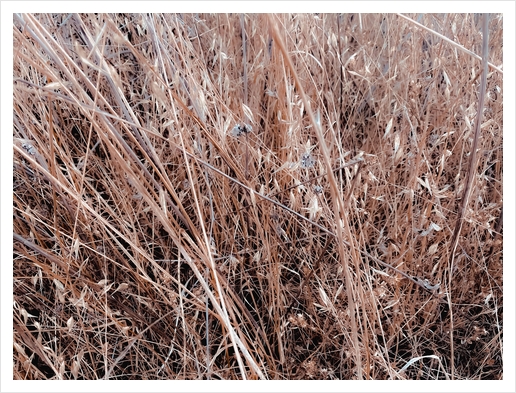 dry brown grass field texture abstract background Art Print by Timmy333