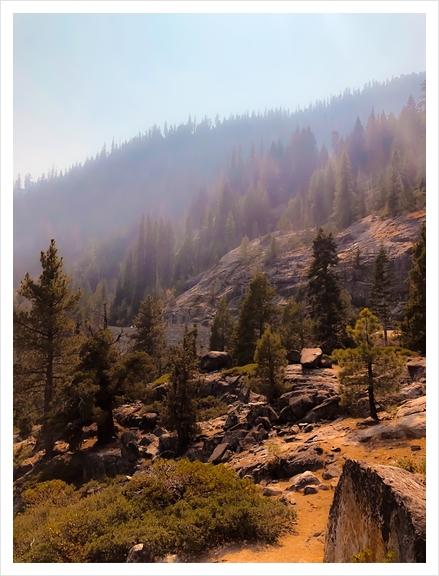 green pine tree with mountain view at Lake Tahoe USA Art Print by Timmy333