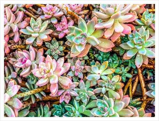 green and pink succulent plant garden Art Print by Timmy333