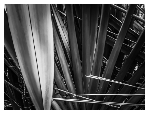 closeup palm leaves texture abstract in black and white Art Print by Timmy333