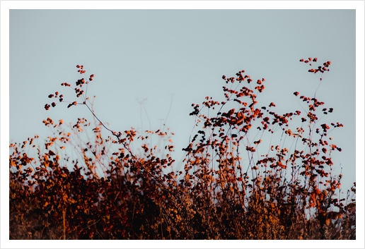 Closeup blooming wildflowers field with blue sky Art Print by Timmy333