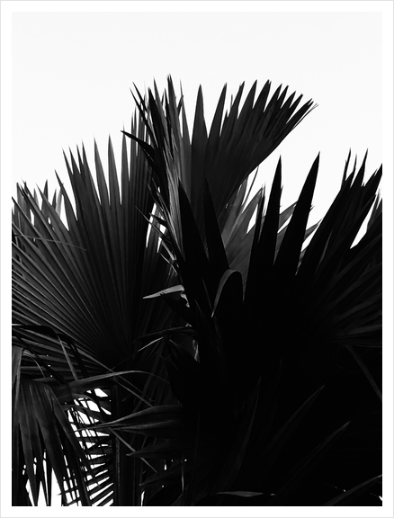 palm leaves texture abstract background in black and white Art Print by Timmy333